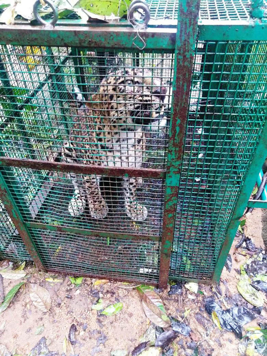 The leopard rescued at Santhoor.