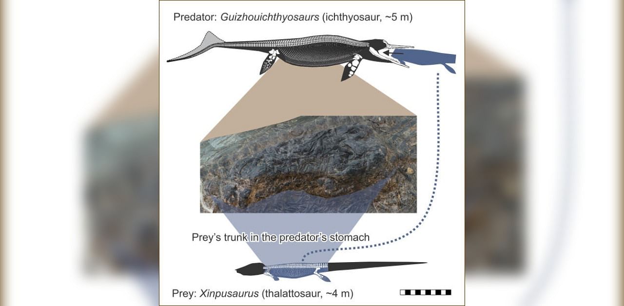 The stomach contents of a Guizhouichthyosaurus, a large Triassic Period marine reptile called an ichthyosaur that lived about 240 million years ago, representing the first direct evidence of ancient 'megapredation'. Credit: ReutersThe stomach contents of a Guizhouichthyosaurus, a large Triassic Period marine reptile called an ichthyosaur that lived about 240 million years ago, representing the first direct evidence of ancient 'megapredation'. Credit: Reuters