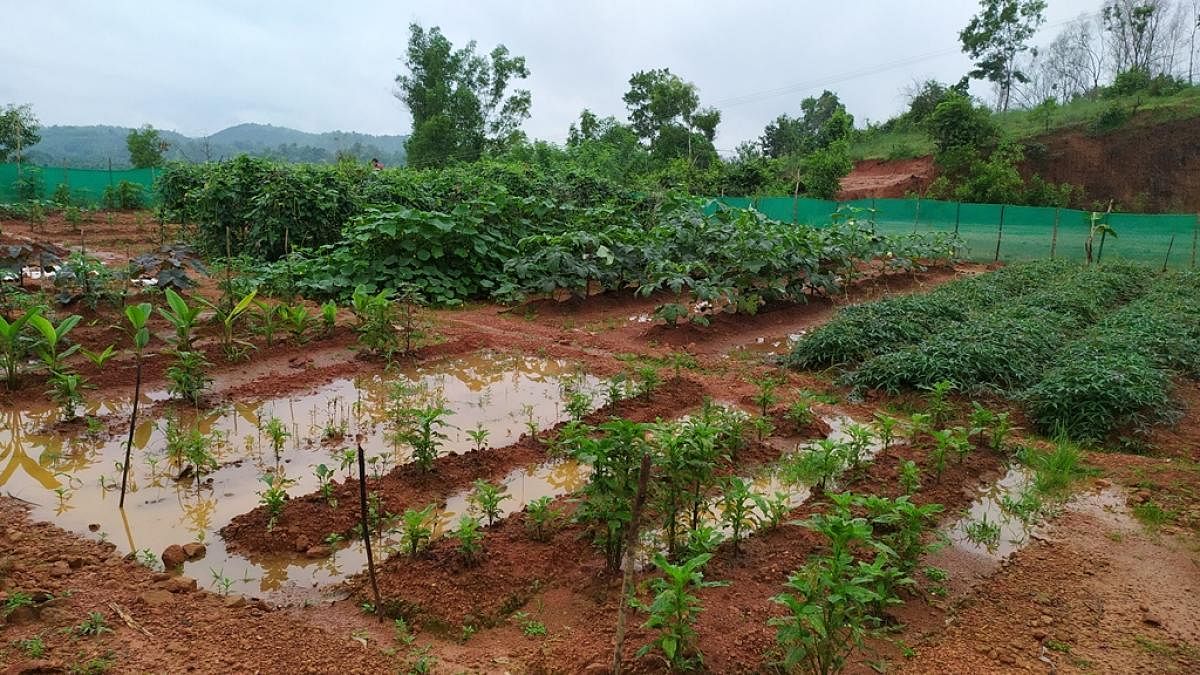 Vegetables cultivated at Upgraded Model Higher Primary School at Suribailu in Kolnad in Bantwal taluk.