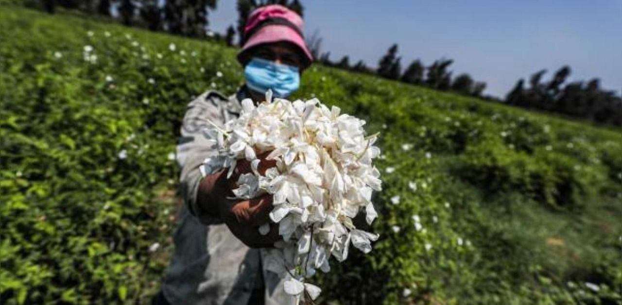 A worker, mask-clad due to the COVID-19 coronavirus pandemic, presents a handful of harvested jasmine flowers while standing in a field at the village of Shubra Beloula in Egypt's northern Nile delta province of Gharbiya. Credit: AFP Photo