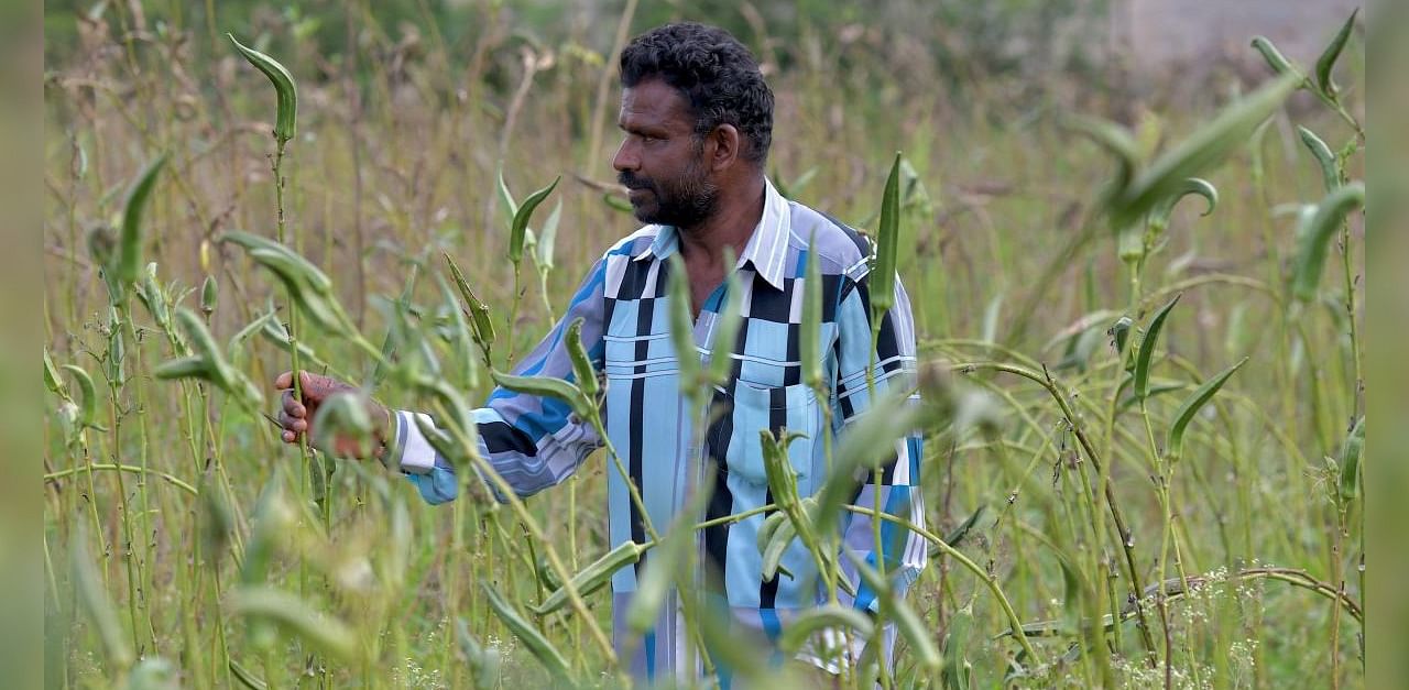 A farmer checks at ladies' finger vegetables cultivated in his farm on the outskirts of Bangalore on August 25, 2020. Credit: AFP Photo