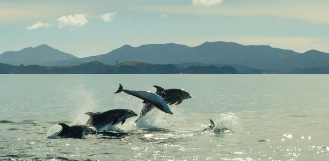 A group of dolphins is jumping out of the water. Credit: iStock