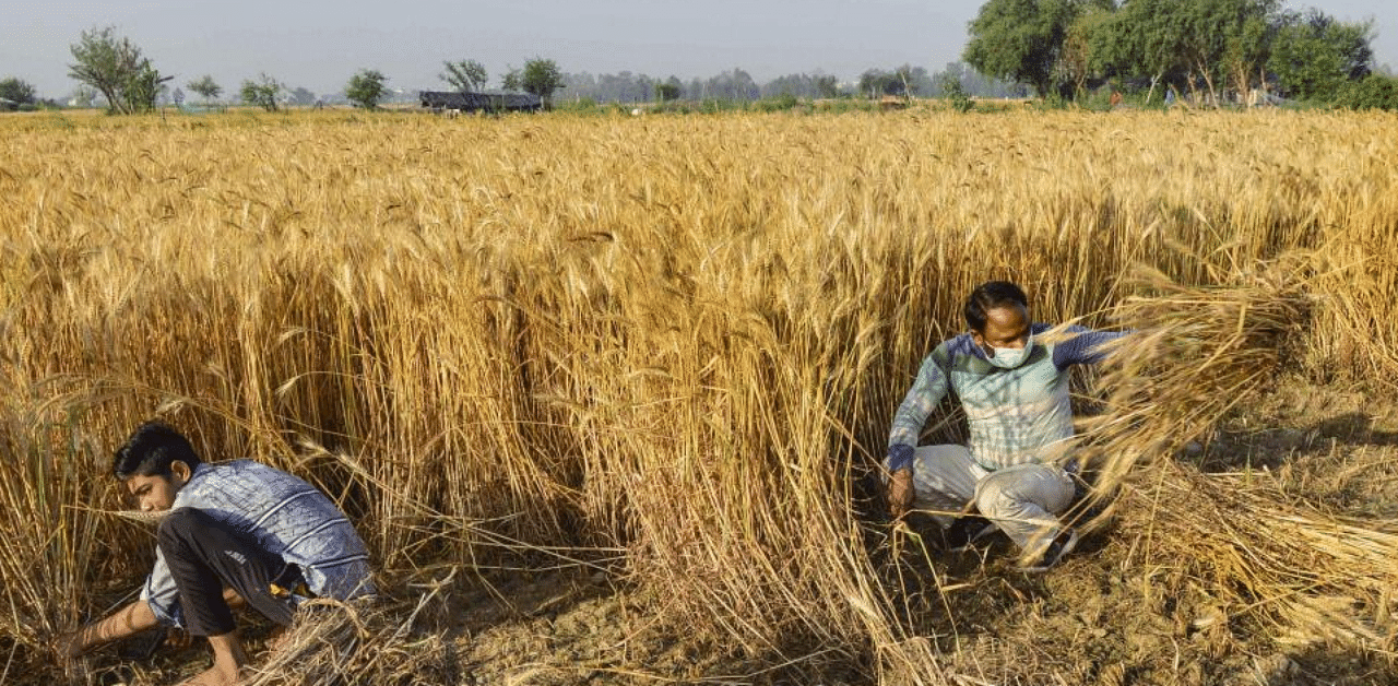 Agricultural labourers harvest wheat crop at a farm during the nationwide lockdown in the wake of coronavirus pandemic, on the outskirts of Noida, UP, April 5, 2020. Credit: PTI Photo