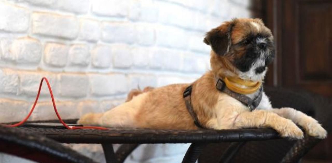 Therapy dog Cookie sits on a table at the Fur Ball Story dog cafe. Credit: AFP Photo