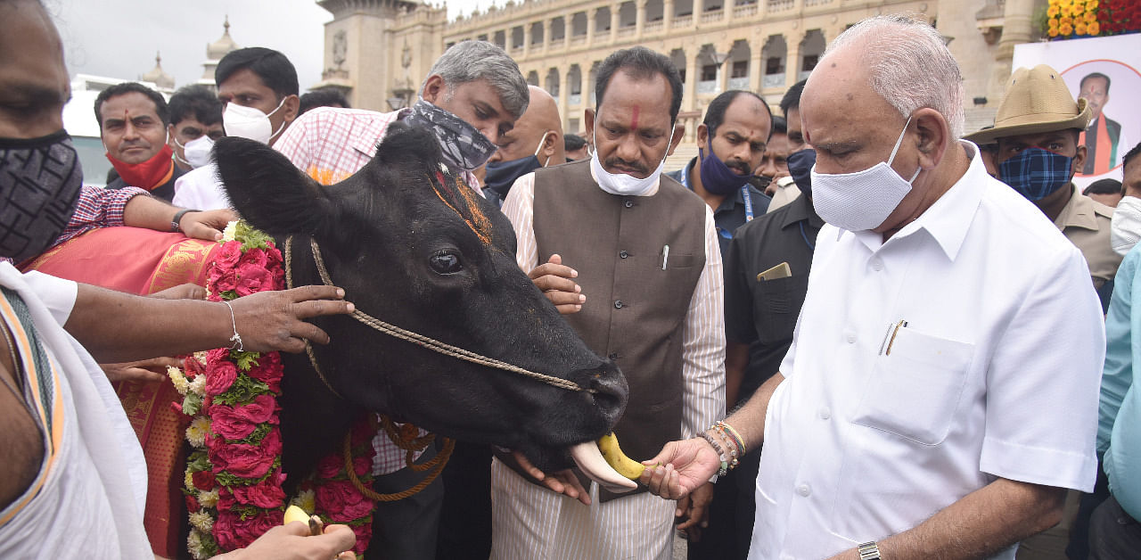 CM B S Yediyurappa, Animal Husbandry Minister Prabhu Chauhan perform cow pooja. Credit: DH Photo