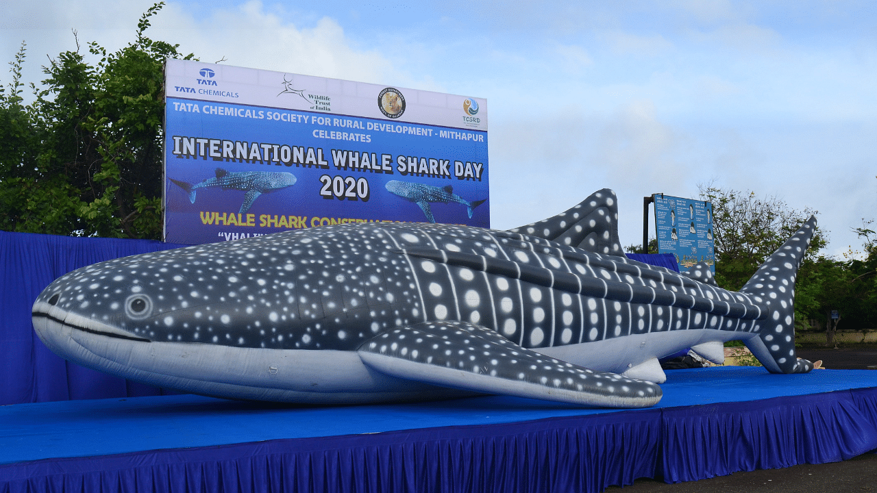 Inflated Whale Shark installation in Mithapur, Gujarat. Credits: DH Photo