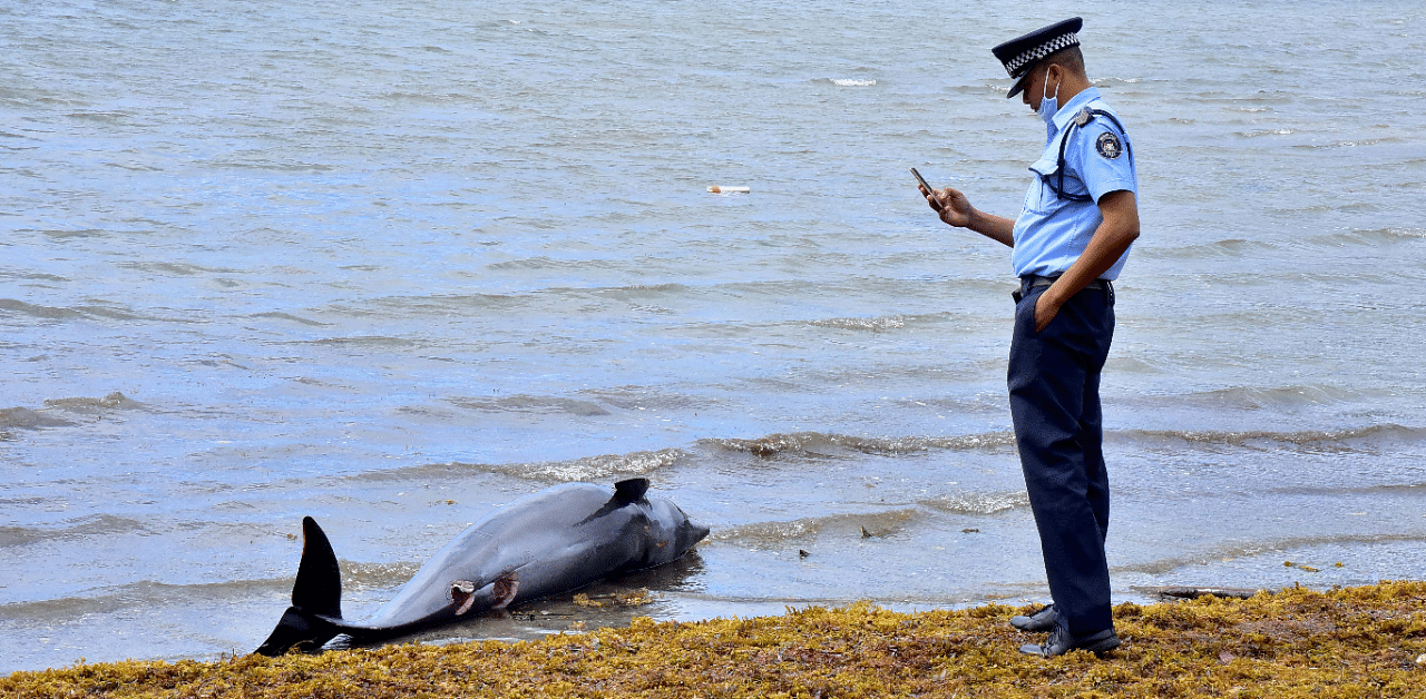 A policeman takes a photograph of a carcass of a dolphin that died and was washed up on shore at the Grand Sable, Mauritius. Credit: Reuters Photo