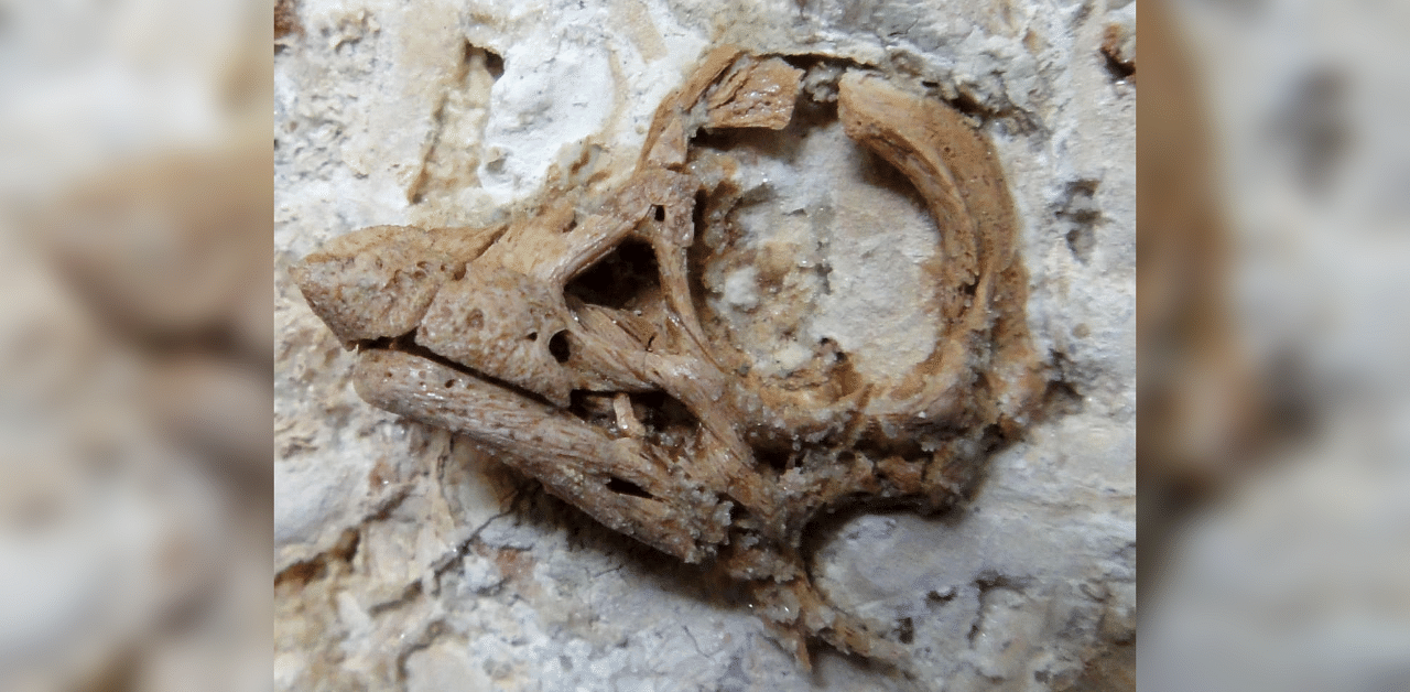 The well-preserved embryonic skull fossil, measuring 3 centimetres (1.2 inches) in length, unearthed in the Patagonian region of Argentina of a Cretaceous Period dinosaur from the group called titanosaurs is seen in Uppsala, Sweden in this undated image released on August 27, 2020. Credit: Reuters