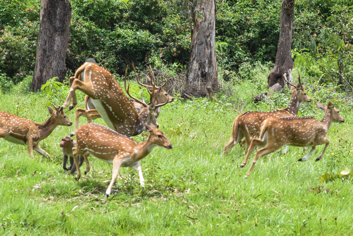 Spotted deer; image for representation only. Credit: DH Photo/S K Dinesh
