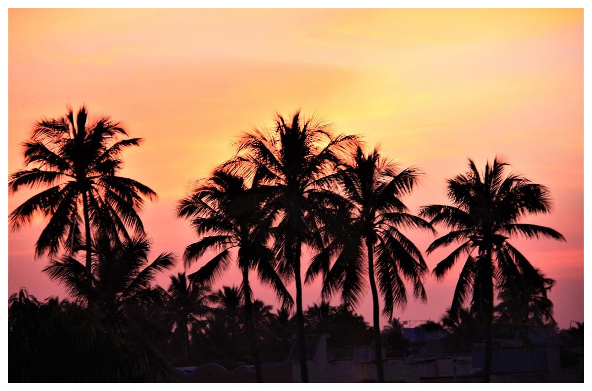 Coconut trees at sunset. PHOTOS BY AUTHOR