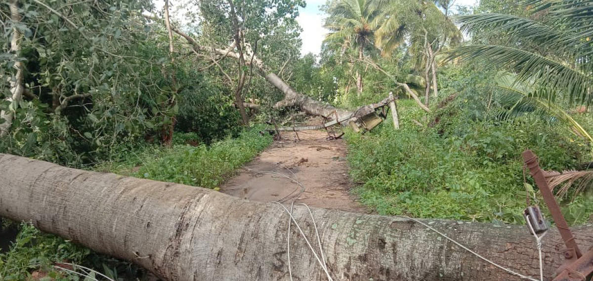 Uprooted trees in Malavalli taluk, Mandya district, due to heavy rain on Monday night. DH PHOTO