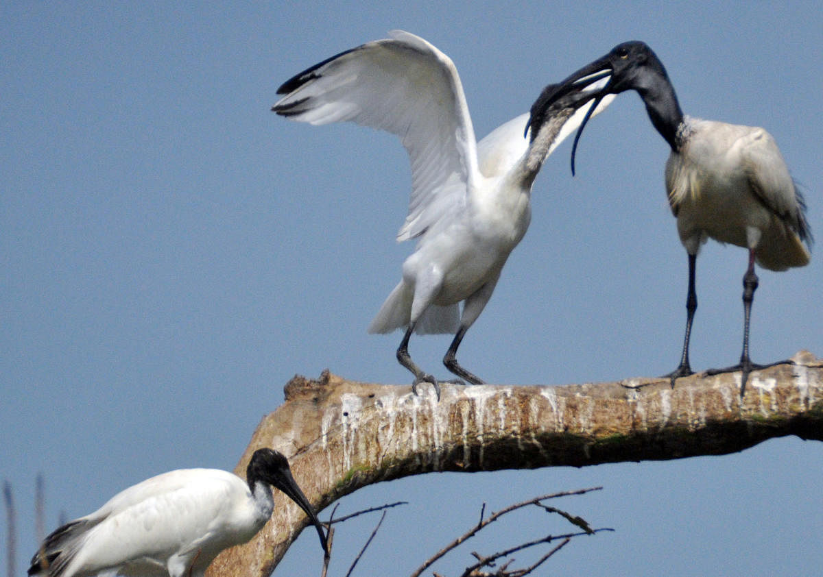 White Ibis at Sri Ranganathittu Bird Sanctuary in Srirangapatna, Mandya district.