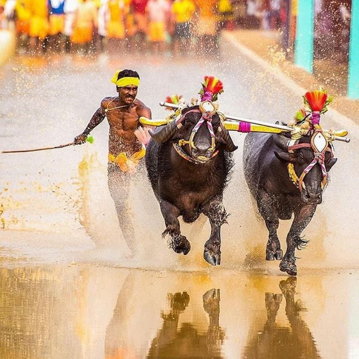 Srinivas Gowda had been compared to Usain Bolt in his speed after he had completed 145 metres in a record 13.61 seconds during the Kambala last year. Credit: DH