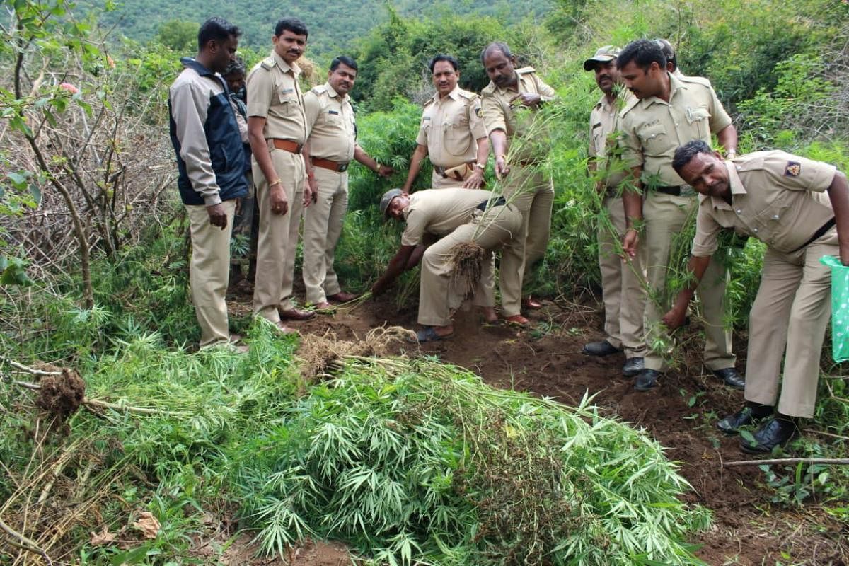 Police clear the illegally grown ganja plants at a paddy field in Chamarajanagar district. Dh file photo