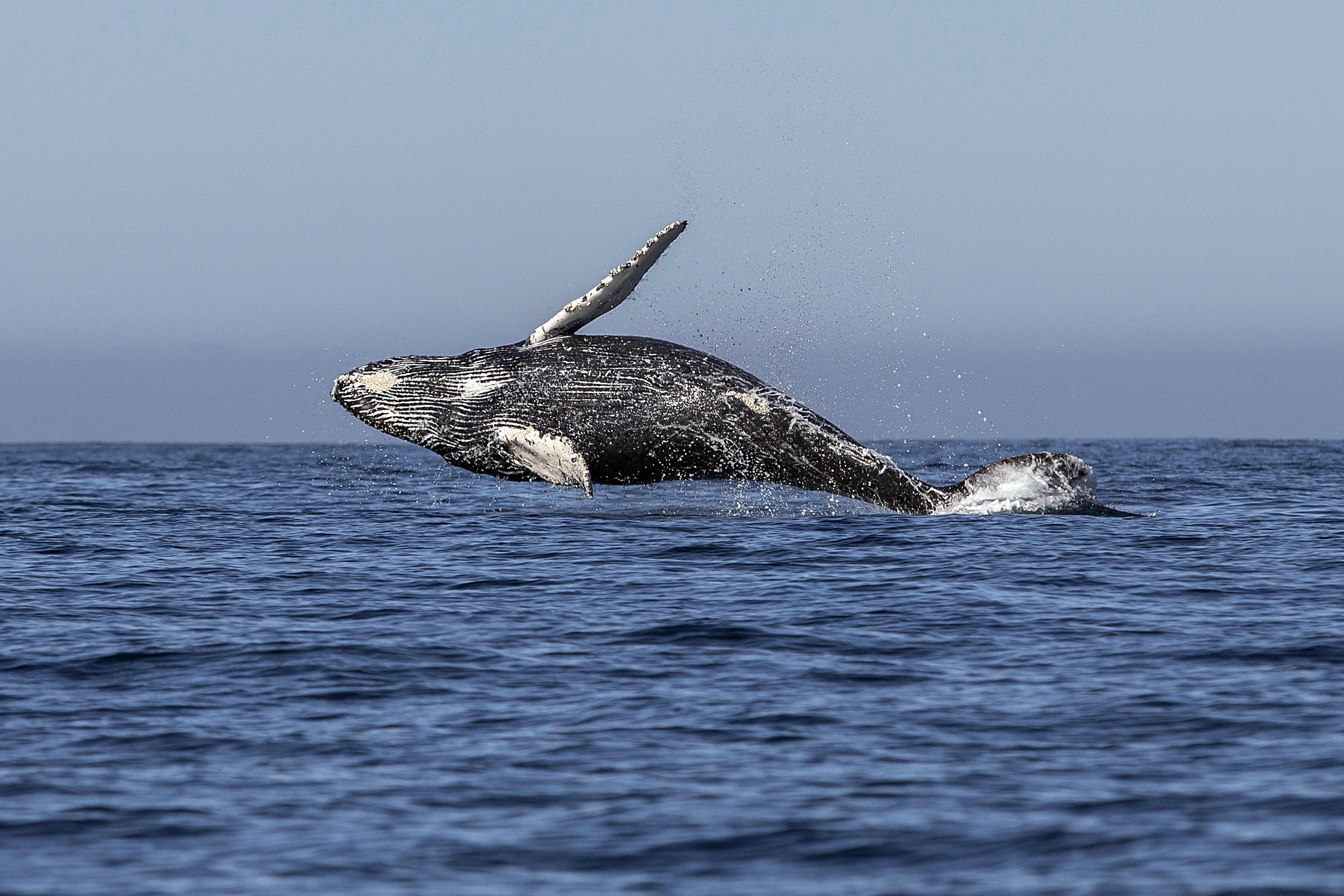 But the influx of whales has also meant that the number of them injured or killed by entanglements, strandings and ship strikes is on the rise. Representative image/Credit: AFP Photo