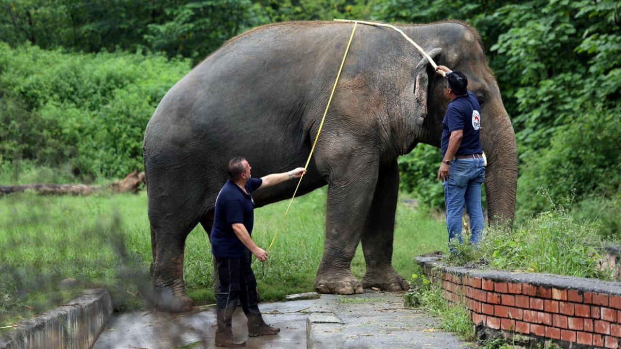 Veterinarians take measurements of Kaavan, an elephant at the Marghazar Zoo in Islamabad. Credit: Reuters