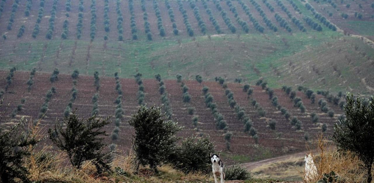 An olive farm made of trees smuggled from neighbouring Syria in Arbil, Iraq. Credit: AFP Photo