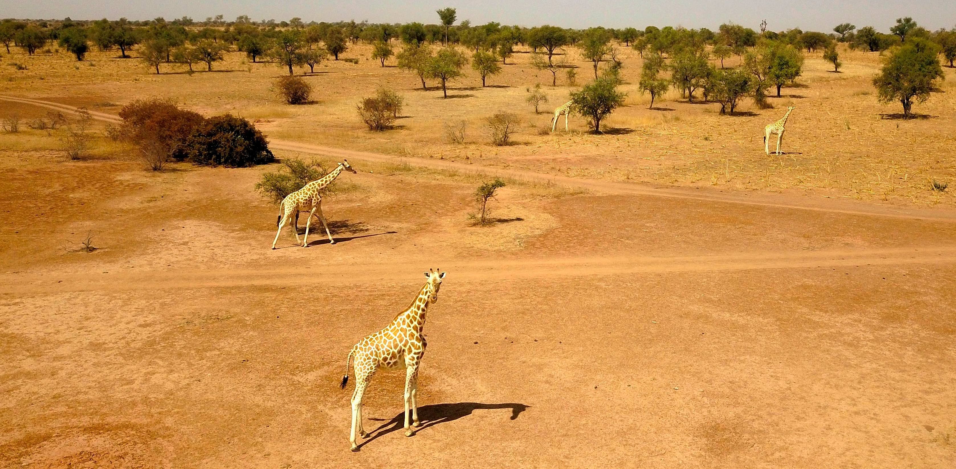 The Living Planet Index, which tracks more than 4,000 species of vertebrates, warned that increasing deforestation and agricultural expansion were the key drivers behind a 68 per cent average decline in populations between 1970 and 2016. Credit: AFP