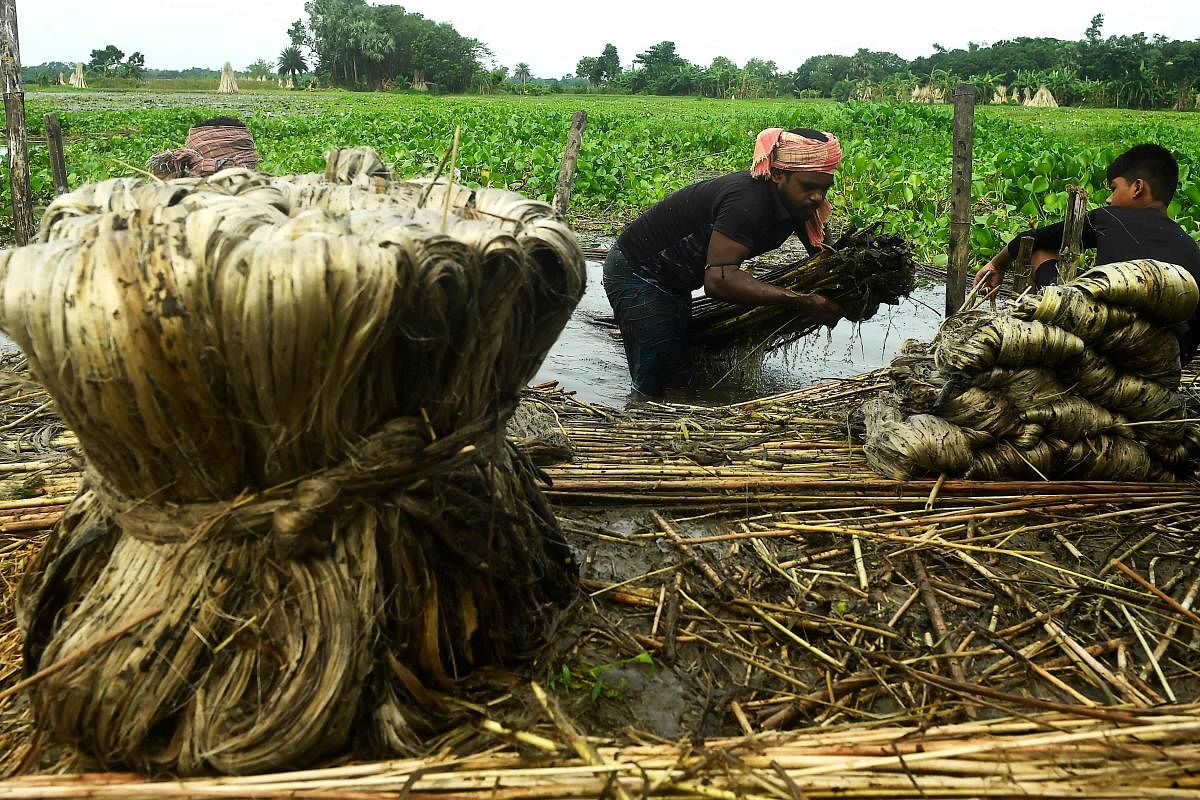 Farmers extract jute fibers near a water body in the district of North Twenty Four Parganas, on the outskirts of Kolkata on September 7, 2020. (Photo by Dibyangshu SARKAR / AFP)