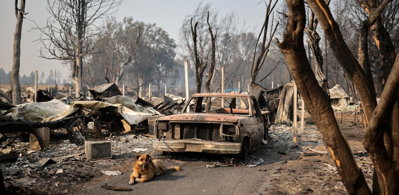 A dog is tied up to a burnt car in a neighbourhood after wildfires destroyed an area of Phoenix, Oregon, US. Credit: Reuters