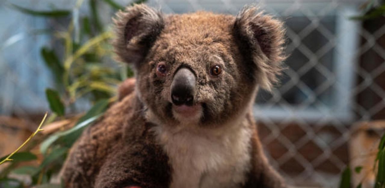 An injured and displaced koala. Representative Photo. Credit: Reuters