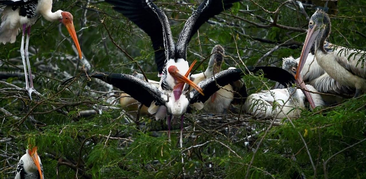 The Pallikaranai marshland, home to more than 120 migratory and indigenous birds like pelicans, painted storks, spoonbills and cormorants, is a treat for the eyes of bird watchers. Credit: PTI