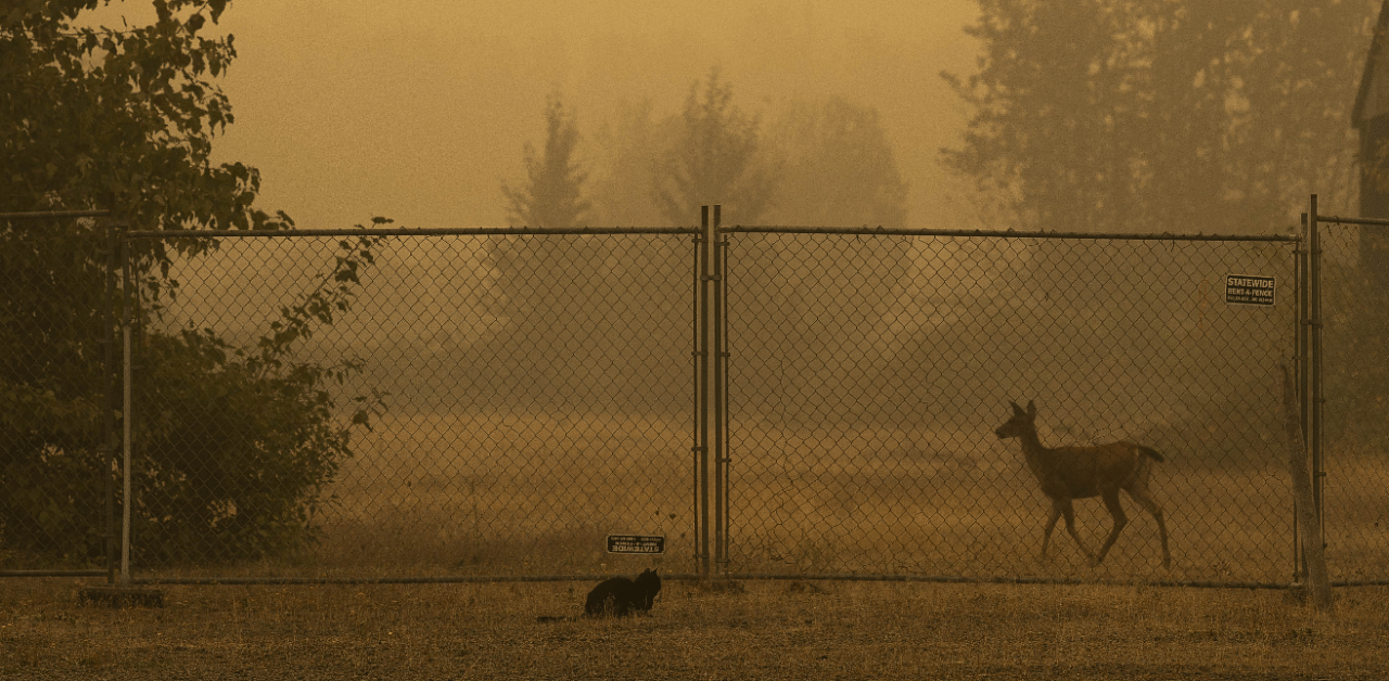 A deer walks along a fence line at the edge of town after residents evacuated the day before on September 11, 2020 in Molalla, Oregon. Credit: AFP Photo