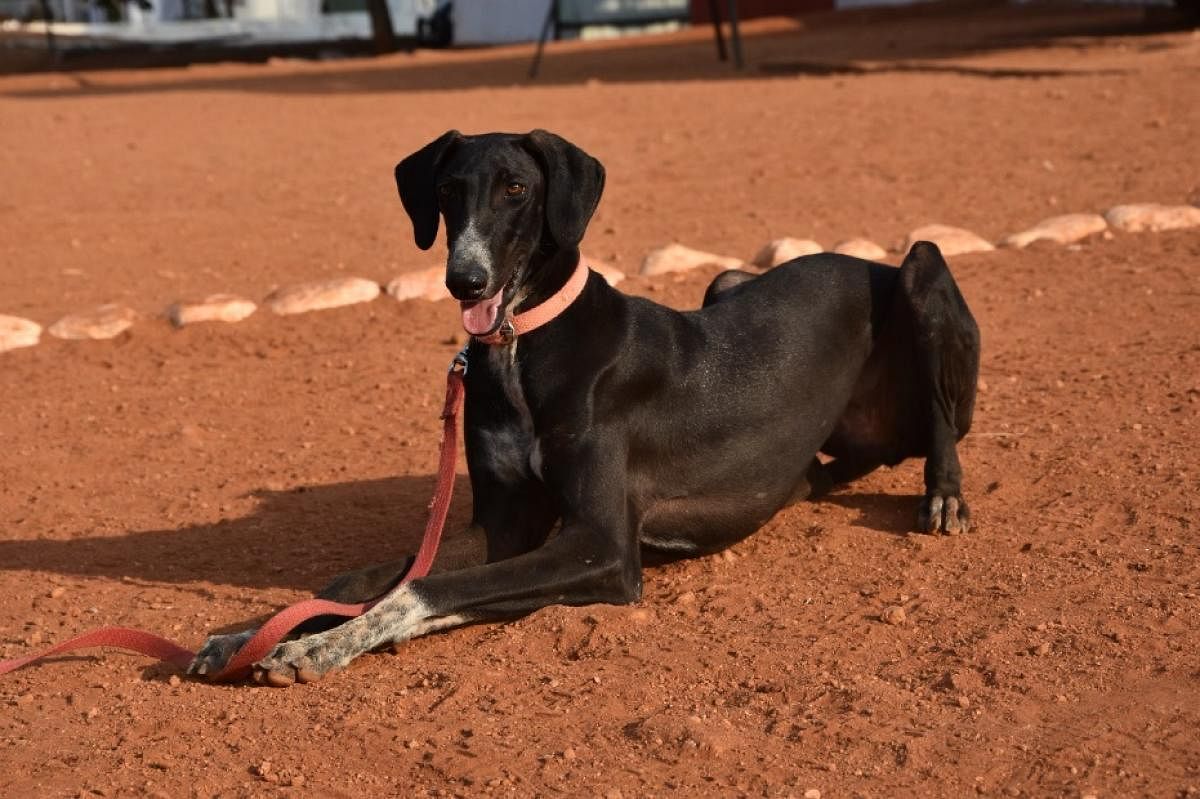 Indian breeds are not as popular as imported ones. Experts say that may be because most are not suited for life in the city.Pic credit: Mahendra Hegde