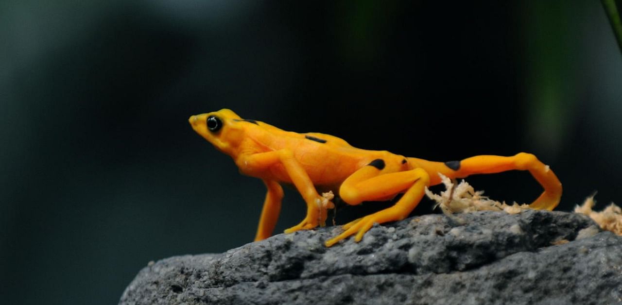  Some two hundred golden frogs survive -in seclusion- as a devastating and uncontrolled fungus threatens to exterminate a third of the amphibian species in the country, a situation that scientists describe as "critical." Credit: AFP