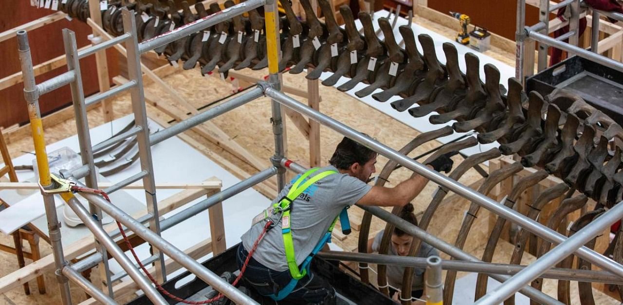 Mickel van Leeuwen, from licensed taxidermy company Inside-Out Animals takes part in the dismantling of a juvenile female humpback whale skeleton that has been hanging in the National Museum of Ireland since 1910. Credit: AFP