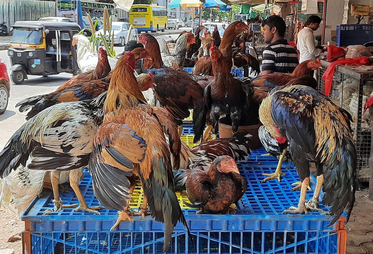 Poultry industry picks up pace; chicken prices go up