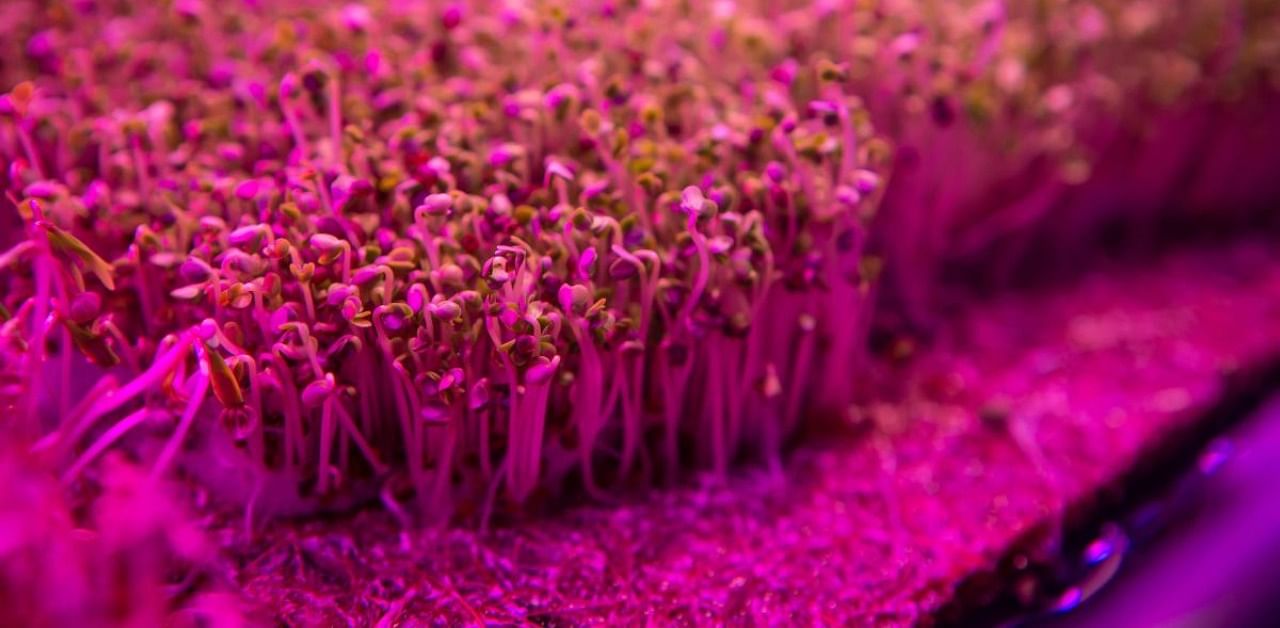 Seeds sprout under artificial lights at the Pink Farms warehouse in Sao Paulo, Brazil. Credit: AFP