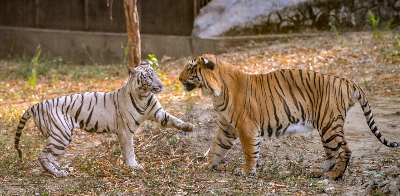 Delhi to get its first wild animal rescue center by end of 2020. Credit: PTI Photo