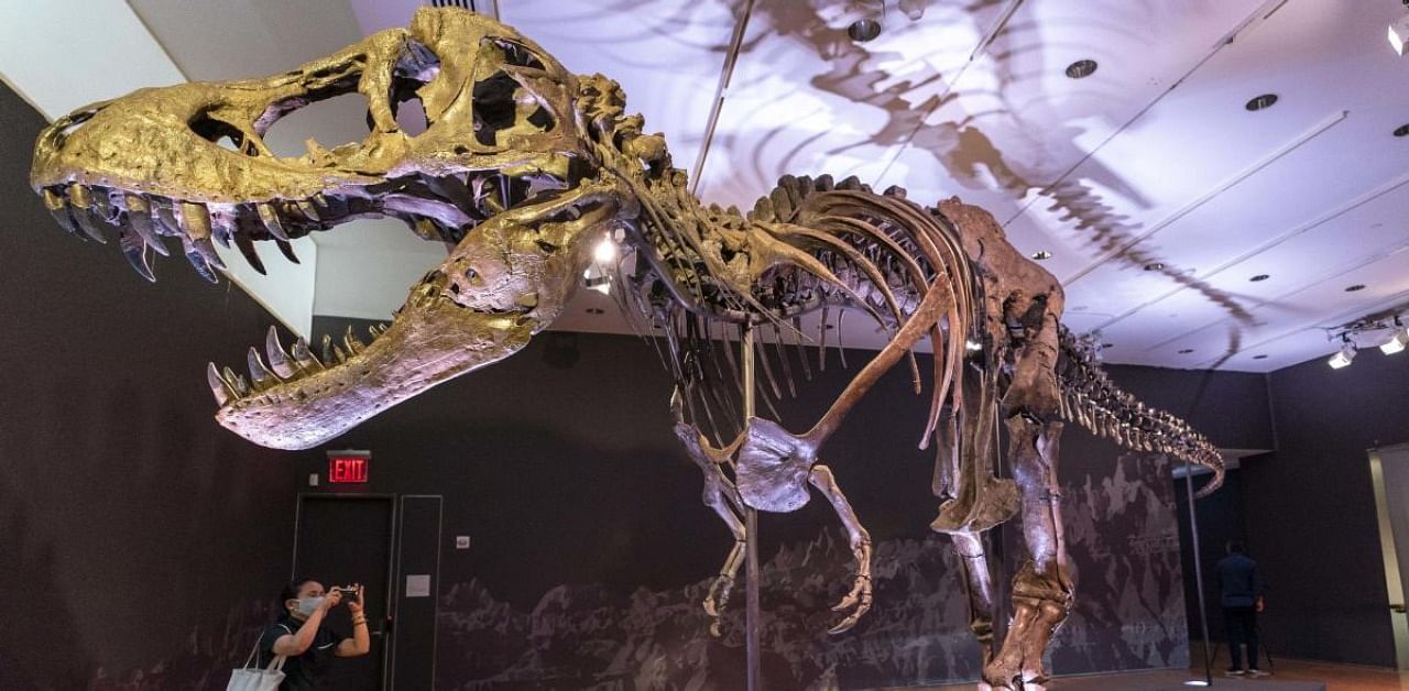 Stan, the T-rex skeleton, to be auctioned at New York. Credit: AP Photo