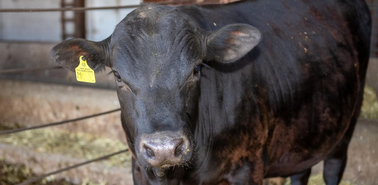 A gene-edited surrogate bull is seen at the campus of Washington State University, US. Credit: Reuters