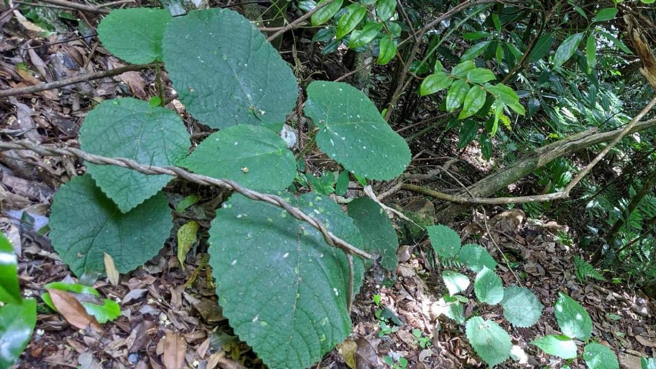 An undated and unplaced handout photo received from the Institute for Molecular Bioscience at the University of Queensland on September 17, 2020 shows the Gympie-Gympie stinging tree. Credit: AFP PHOTO / UNIVERSITY OF QUEENSLAND