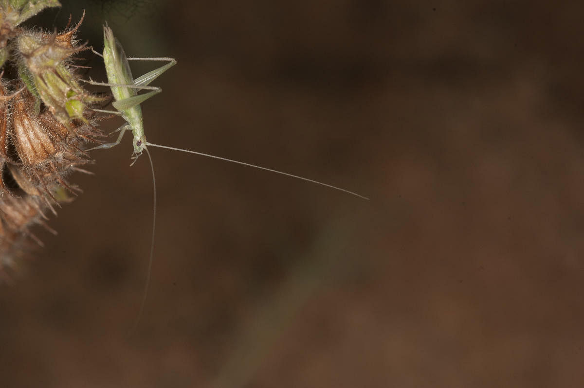 A male O Henryi tree cricket; a female tree cricket; a green lynx spider captures a female tree cricket. Photos by Viraj Torsekar