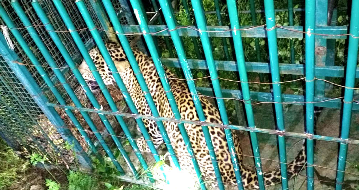 A one year old female leopard found trapped in a cage in Molakalmur town of Chitradurga district on Friday night. Credit: DH Photo