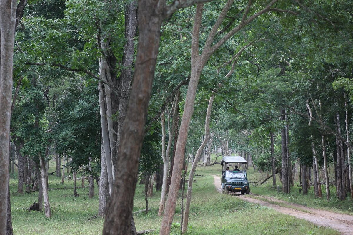 Kabini jeep safari. PHOTO BY authors