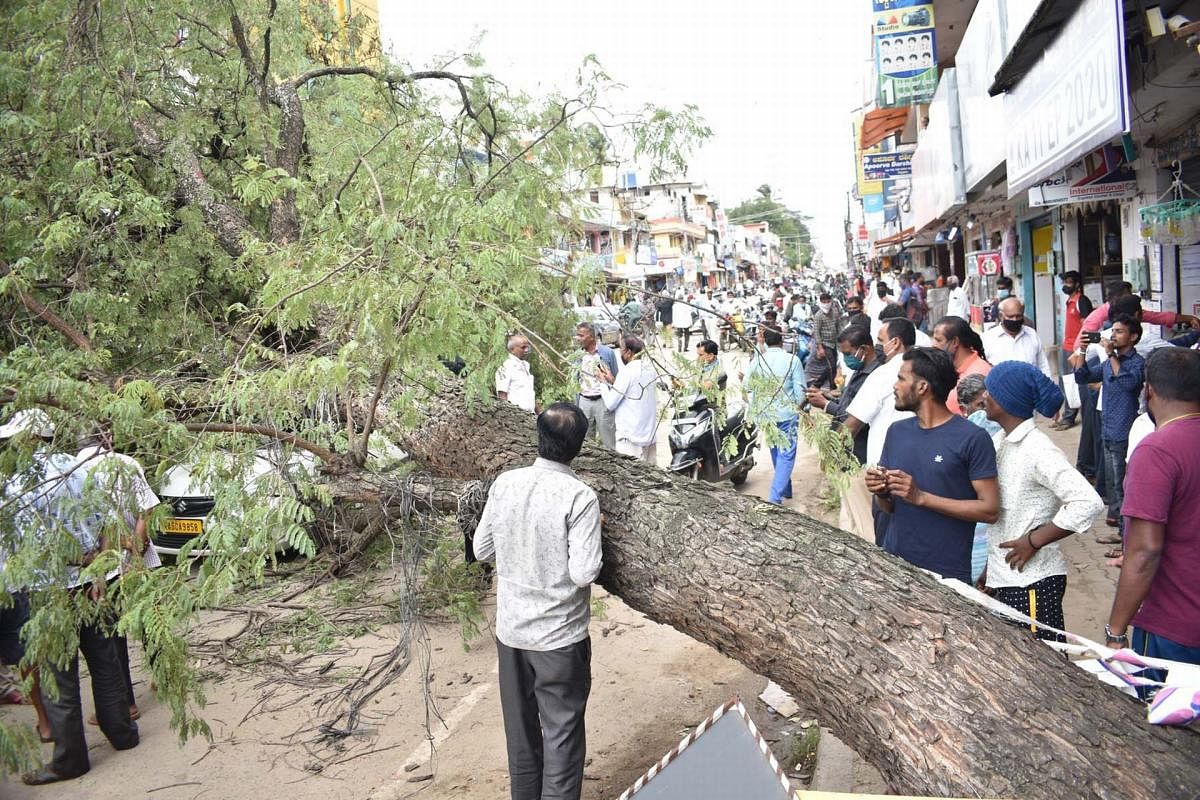 The tree that was uprooted on VV Road in Mandya on Monday. DH PHOTO