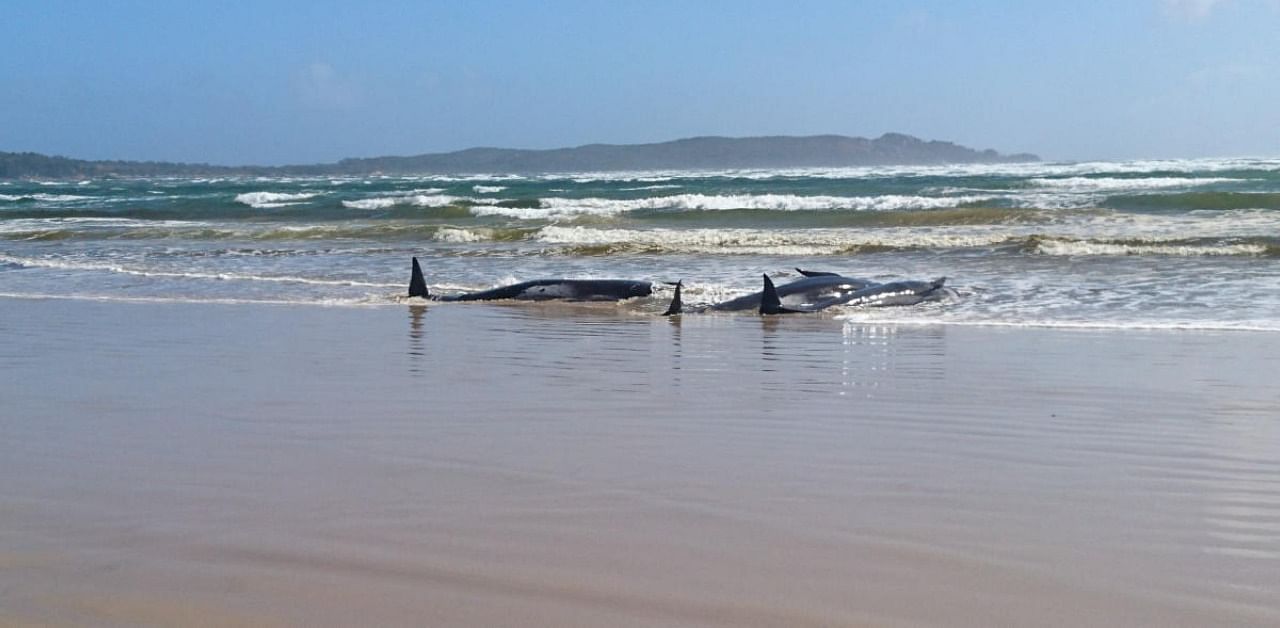 Stranded pilot whales on a sandbar in Macquarie Heads, Tasmania. Credit: Reuters Photo