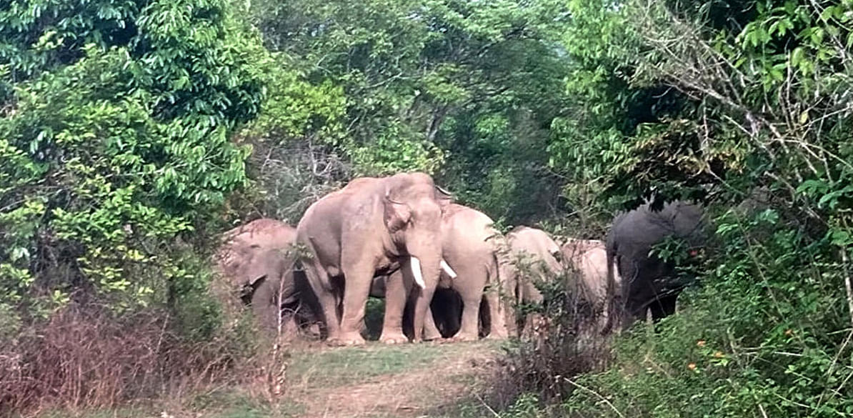 In the first phase, radio collars would be affixed on four elephants of different herds. Credit: DH Photo