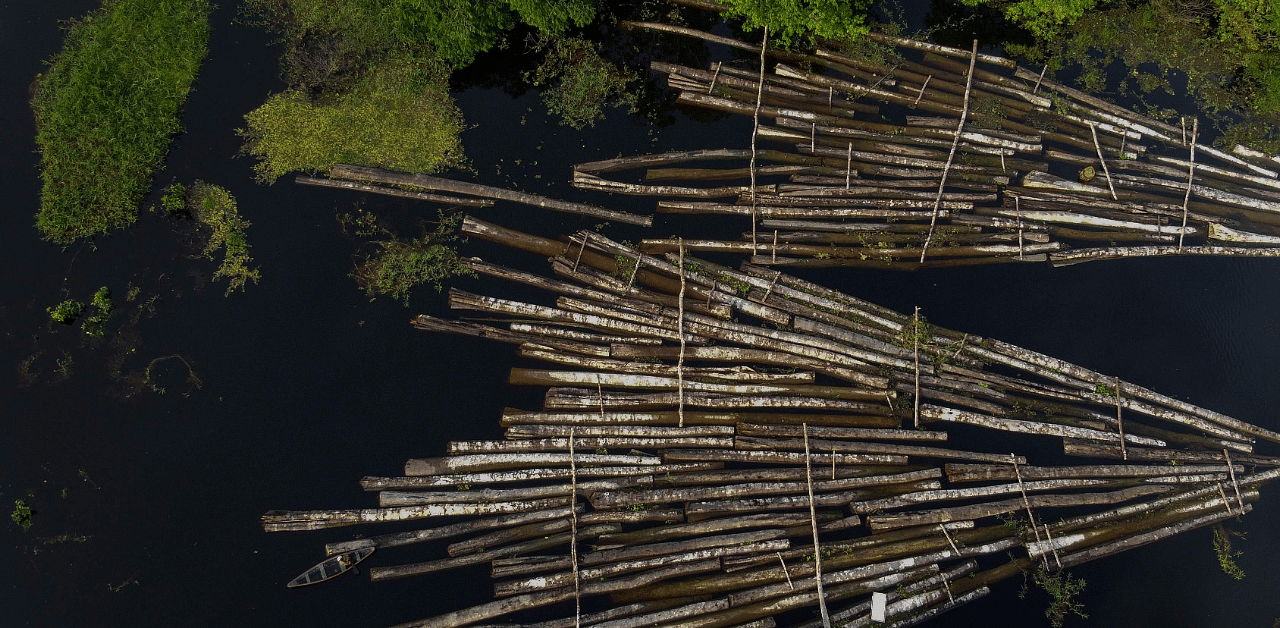 logs of wood seized by the Amazon Military Police at the Manacapuru River in Manacupuru, Amazonas State, Brazil. Credit: AFP Photo