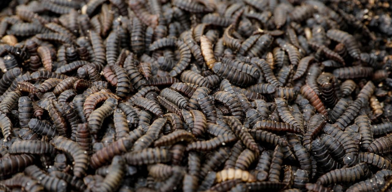 The larvae of black soldier flies are seen in the InsectiPro farm in Kenya. Credit: Reuters Photo