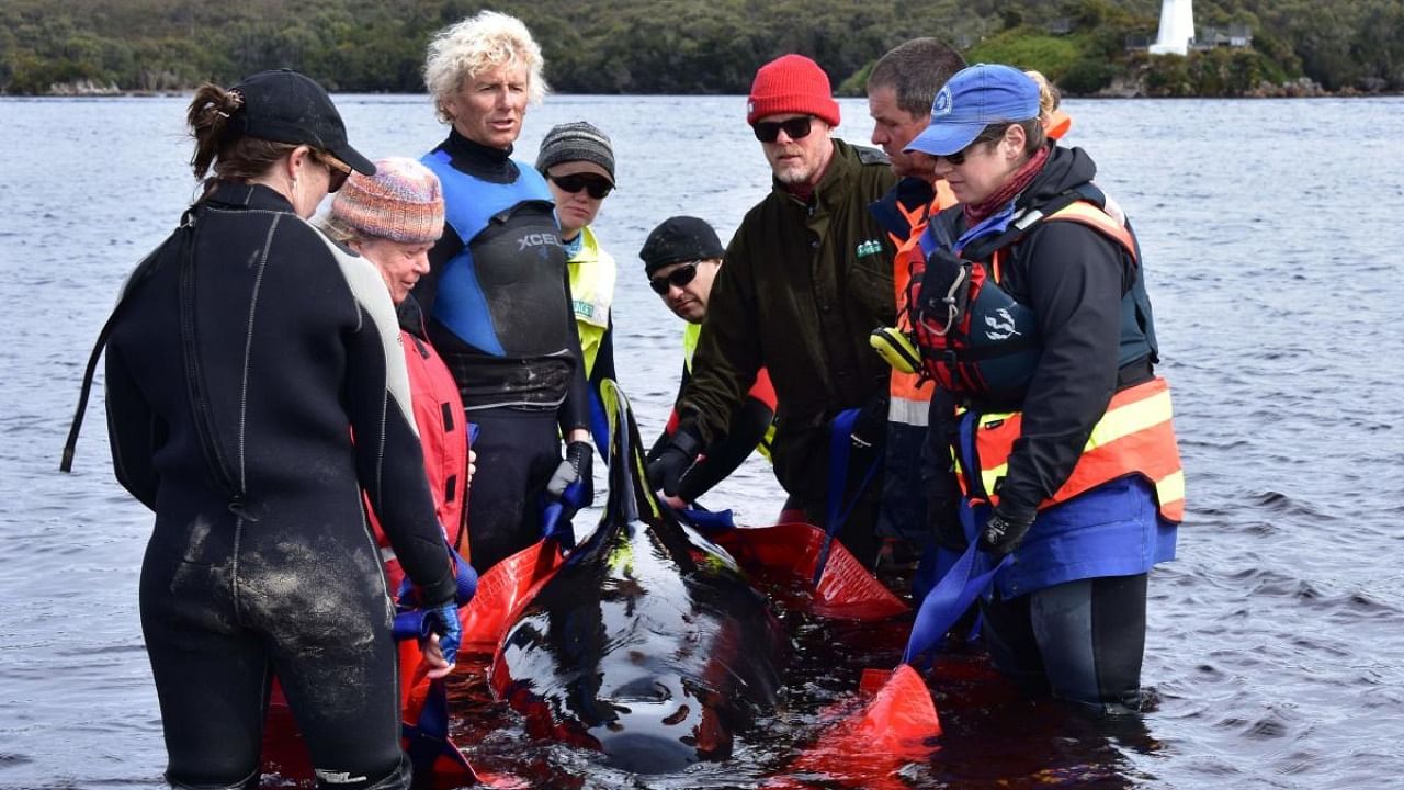 Rescuers work to save a whale stranded on a sandbar in Macquarie Harbour on the rugged west coast of Tasmania. Credit: AFP.