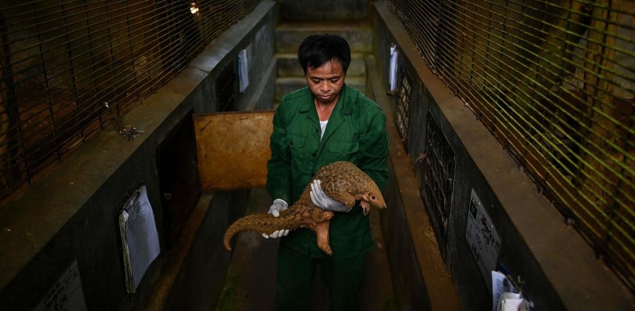 Life remains precarious for the world's most trafficked mammal despite the country's renewed vow to crack down on the illegal wildlife trade that many blame for the coronavirus pandemic. Credit: AFP