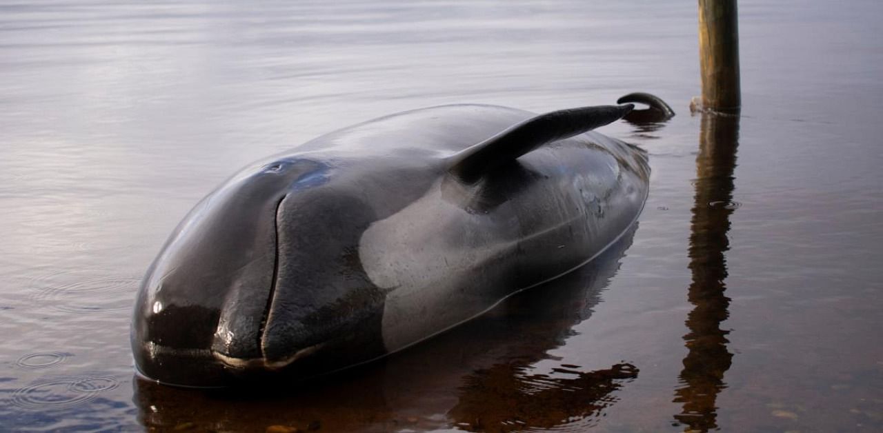 Graphic content / A pilot whale, one of at least 380 stranded that have died, is seen washed up in Macquarie Harbour on Tasmania's west coast. Credit: AFP