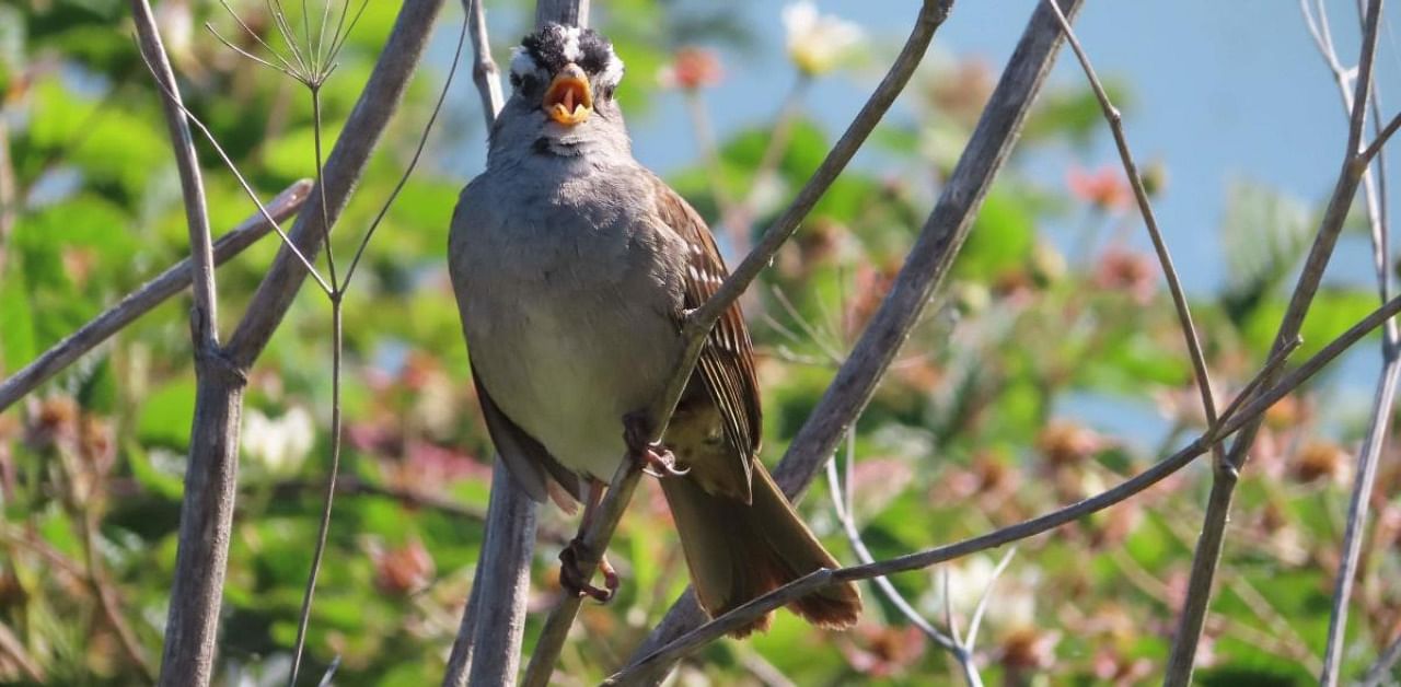 A male white-crowned sparrow. Credit: AFP Photo