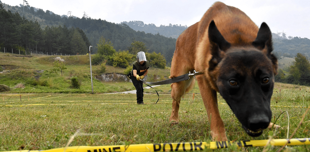 Bosnian trainer trains a Belgian Malinois dog to assume the "siting indication position" in a simulated mine field. Credit: AFP Photo