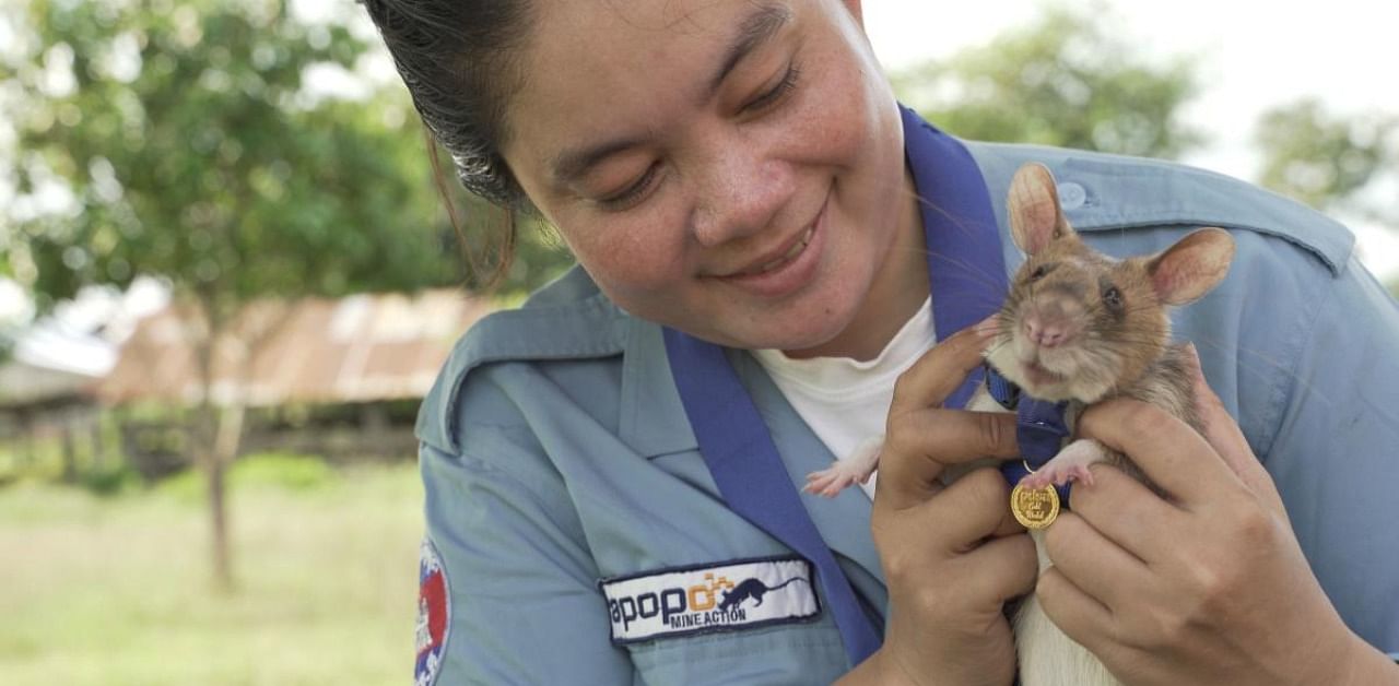 Magawa, the landmine-detecting rat. Credit: AFP Photo